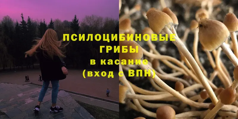 Псилоцибиновые грибы Magic Shrooms  Струнино 